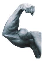 biceps.jpg